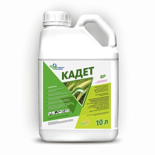 Кадет